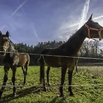 Szálloda Domacija Vodnik & 3*